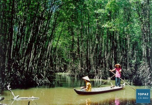 Khám phá rừng đước Cà Mau