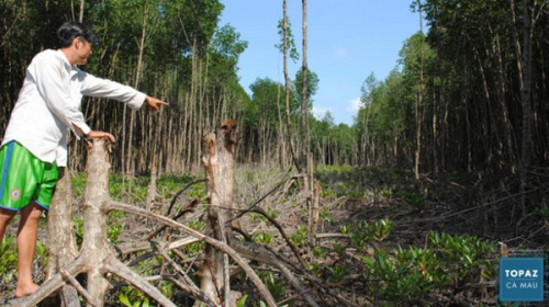 rừng đước bị tàn phá